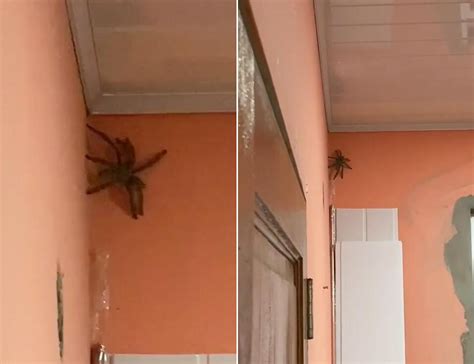 房子有蜘蛛
